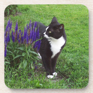 Tuxedo cat coaster
