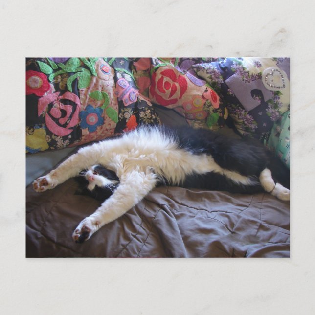 Tuxedo Cat Cute faire une carte postale mexicaine (Devant)