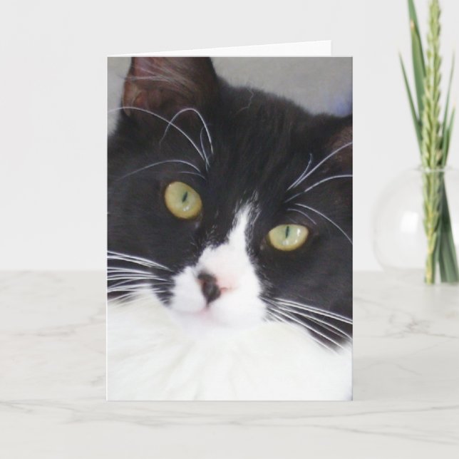 Tuxedo Cat Face Greeting Card (Front)