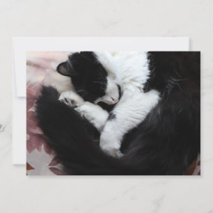 Tuxedo Cat Kitty Cats Black and White Caturday     Holiday Card