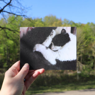 Tuxedo Cat Kitty Cats Black and White Caturday Postcard