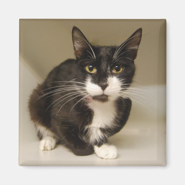 Tuxedo Cat Magnet (Front)