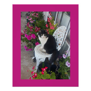 Tuxedo Cat Maroon Dark Pink Cats and Flowers Poster