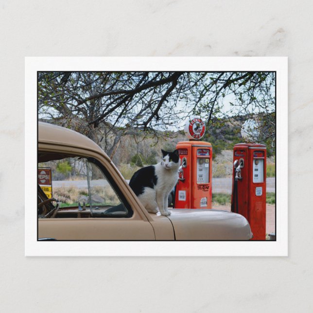 Tuxedo Cat, New Mexico Gasoline Station Museum Postcard (Front)