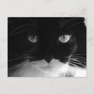 TUXEDO CAT PHOTO Postcards