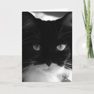 TUXEDO CAT PHOTOGRAPHIE CARTE D'ANNIVERSAIRE