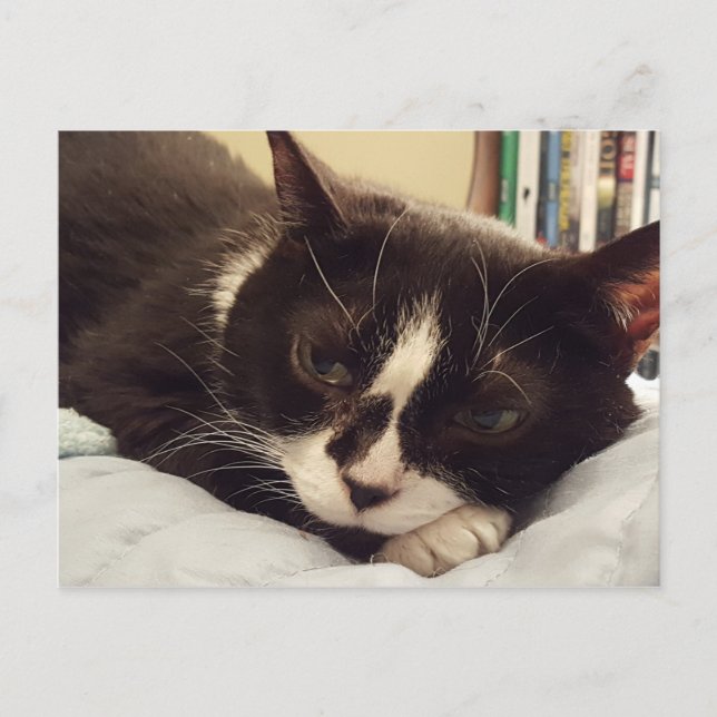 Tuxedo Cat postcard (Front)