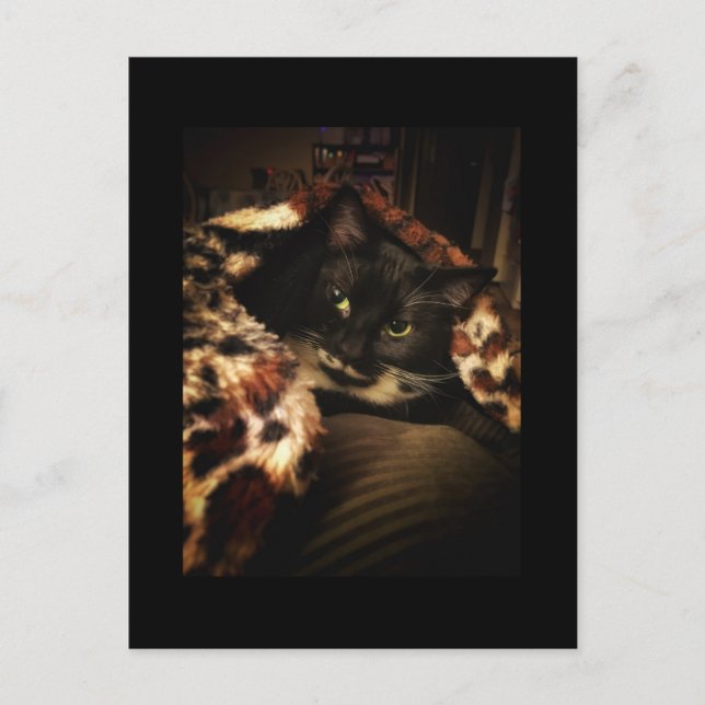 Tuxedo Cat Postcard (Front)