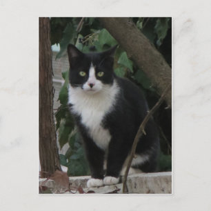 Tuxedo Cat Postcard