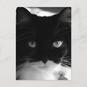 TUXEDO CAT POSTCARDS