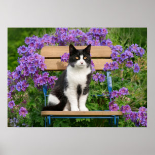 Tuxedo cat sitting on a garden chair with flowers poster