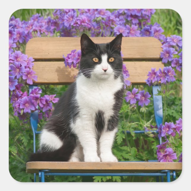 Tuxedo cat sitting on a garden chair with flowers square sticker (Front)