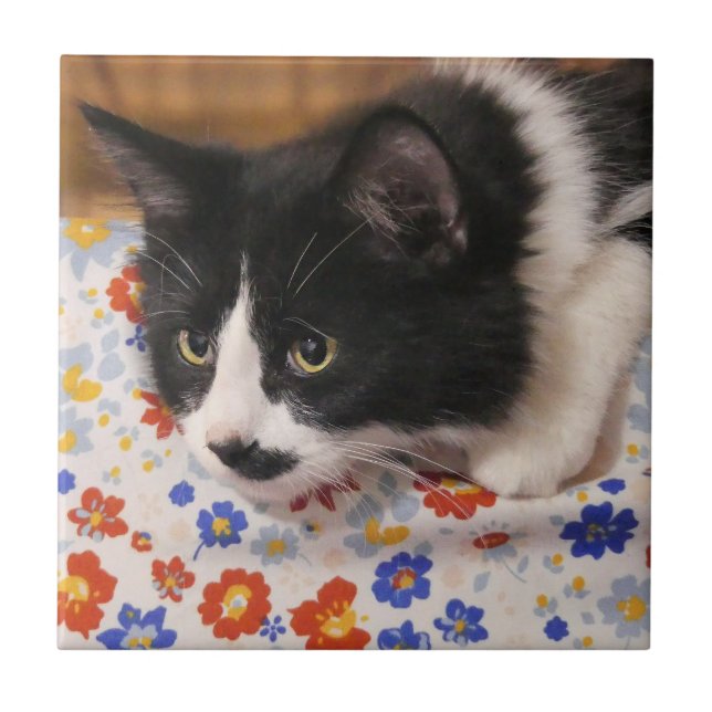 Tuxedo Cat Tile (Front)