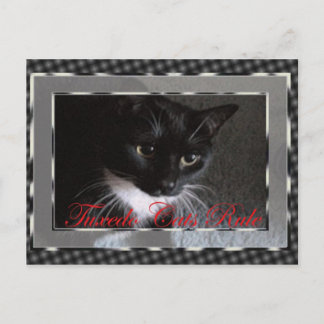 Tuxedo Cats Rule Postcard