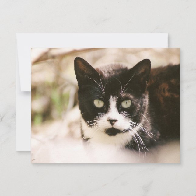 Tuxedo Feral Cat Invitations (Front)