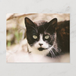 Tuxedo Feral Cat Invitations