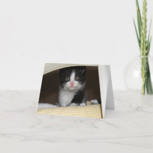 Tuxedo kitten card