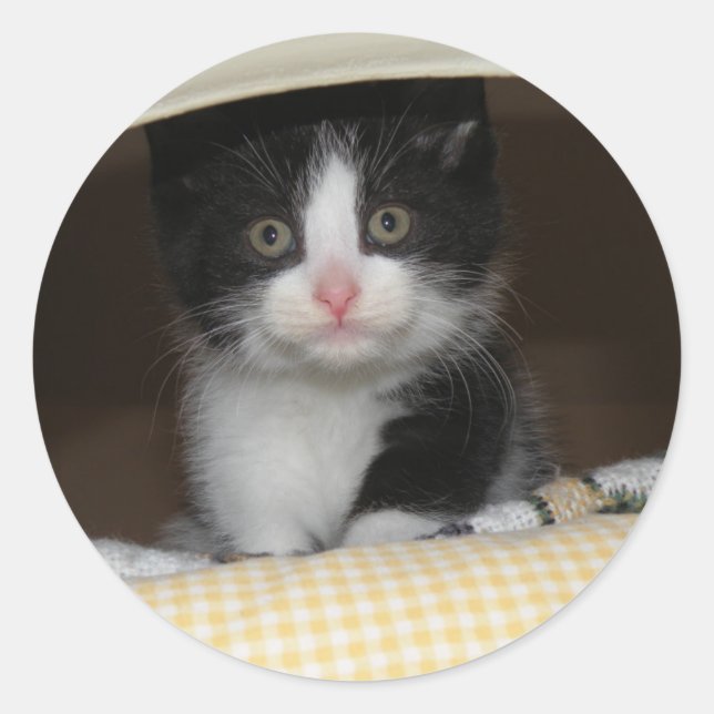 Tuxedo kitten classic round sticker (Front)