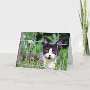 Tuxedo Kitten dans la carte de voeux du jardin