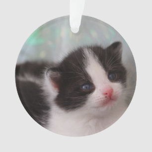 Tuxedo kitten ornament