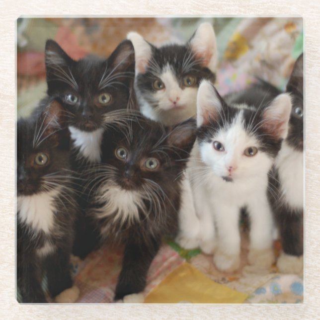 Tuxedo Kittens Glass Coaster (Front)