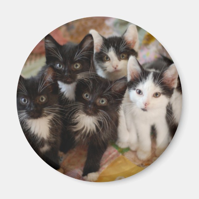 Tuxedo Kittens Magnet (Front)