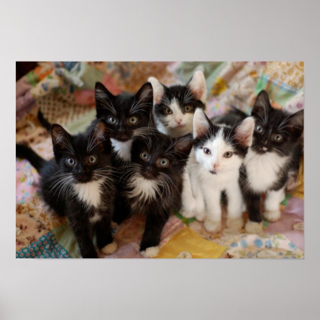 Tuxedo Kittens Poster (Front)