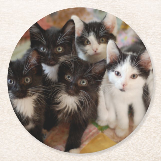 Tuxedo Kittens Round Paper Coaster (Front)