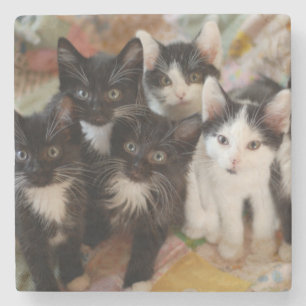 Tuxedo Kittens Stone Coaster