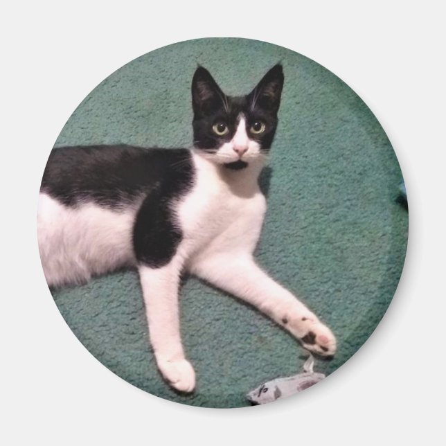 Tuxedo Kitty Magnet (Devant)