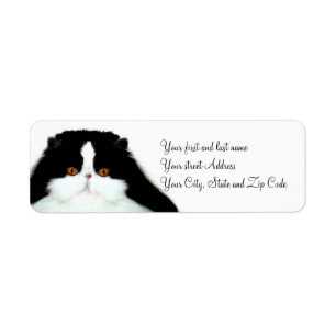 Tuxedo persian cat face