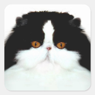 Tuxedo persian cat face square sticker