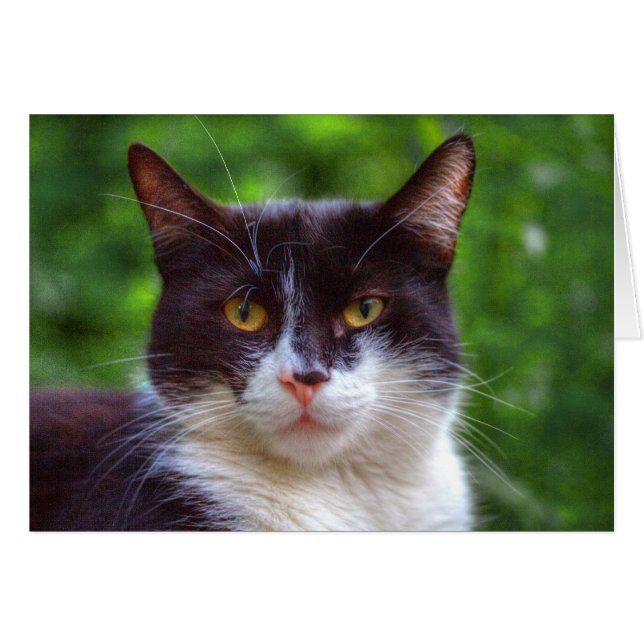 Tuxedo Portrait (Front Horizontal)