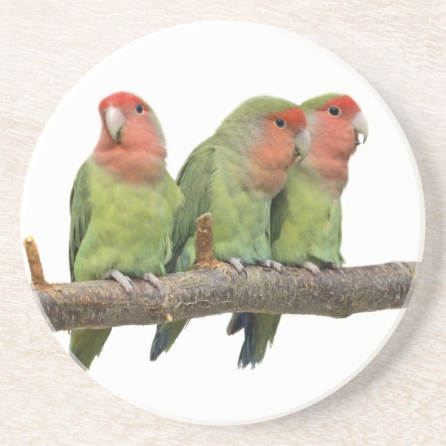 Tweet Trio Coaster (Front)