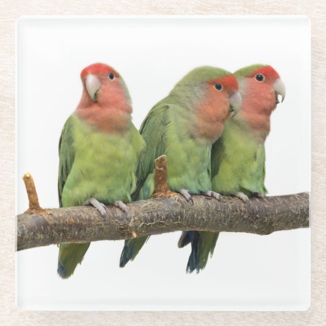 Tweet Trio Glass Coaster (Front)