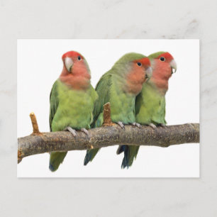 Tweet Trio Postcard
