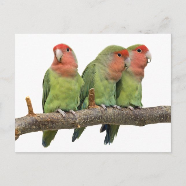 Tweet Trio Postcard (Front)