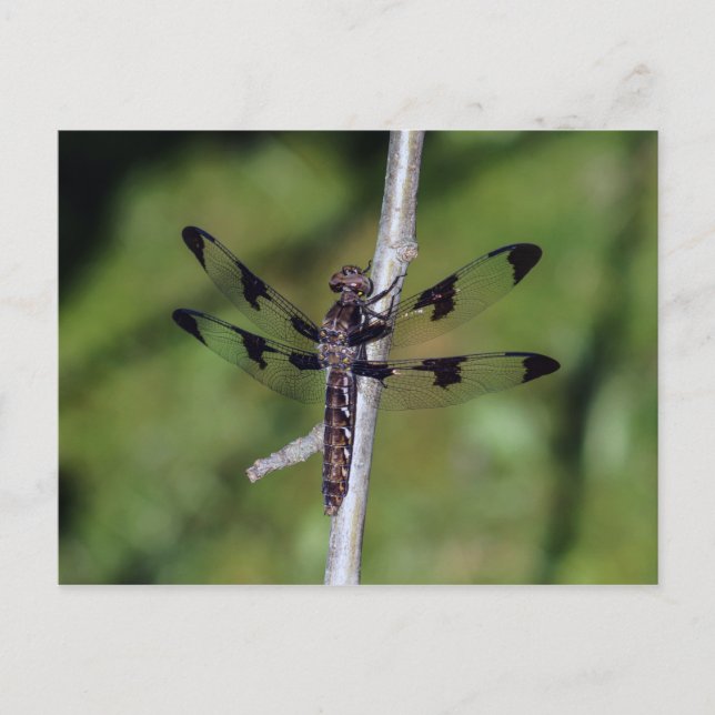 Twelve Spotted Skimmer Dragonfly Postcard (Front)