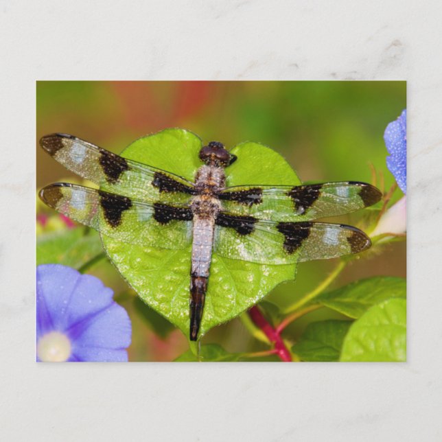 Twelve-spotted Skimmer Postcard (Front)