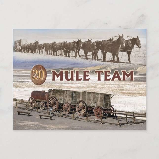Twenty-mule team wagons, Death Valley, California Postcard (Front)