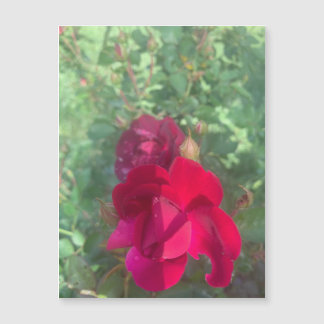 Twice As Nice Rose Magnet