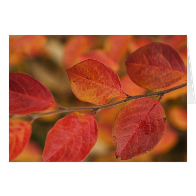 Twig covered with autumn leaves (Front Horizontal)