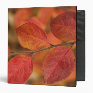 Twig covered with autumn leaves binder