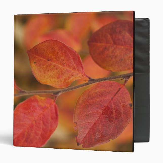 Twig covered with autumn leaves binder (Front/Inside)