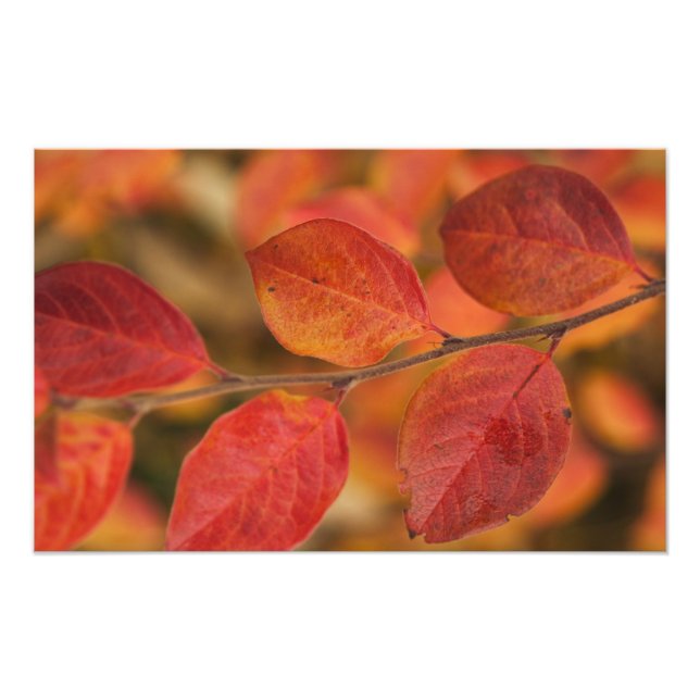 Twig covered with autumn leaves photo print (Front)