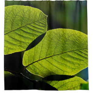 Twig leaf green foliage veins
