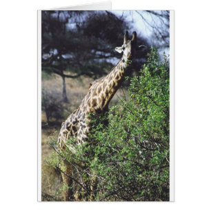 Twiga Masai (Masai Giraffe) Eating