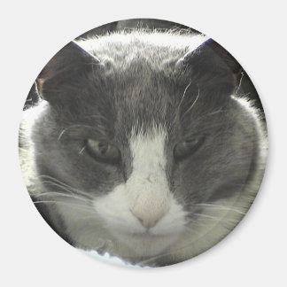 Twiggy Cat Magnet