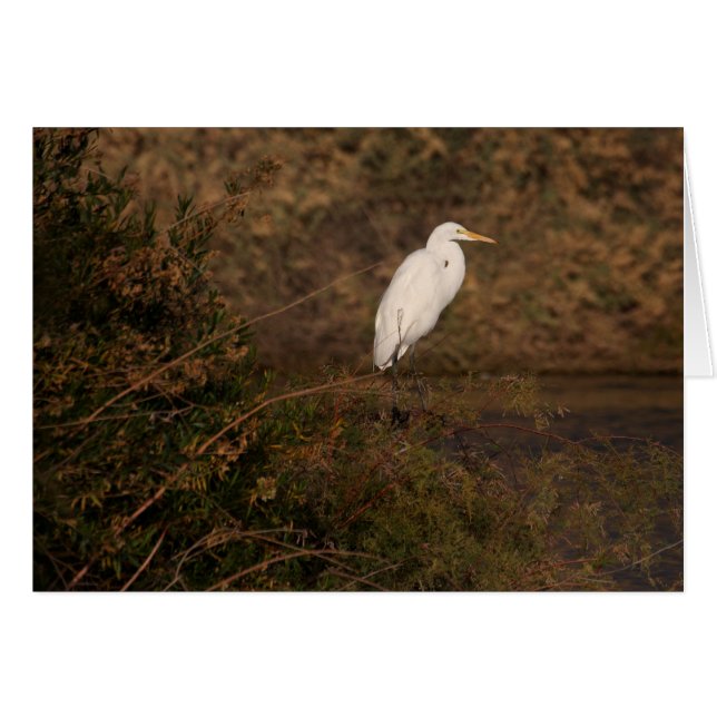 Twilight Egret (Front Horizontal)