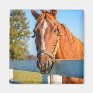 Twilight Rose   Thoroughbred Race Horse Magnet